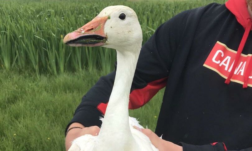Content Image